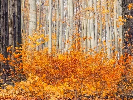 Lord Of The Thousand Leaves