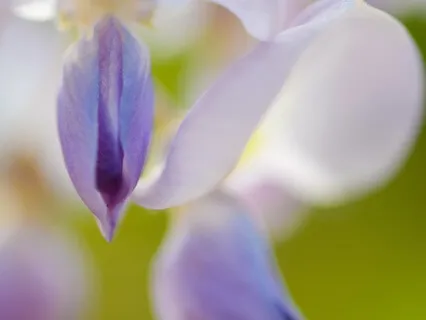 Loss And Grief Meditation