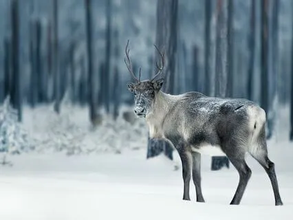 Lottie & The Lost Reindeer Story For Sleep