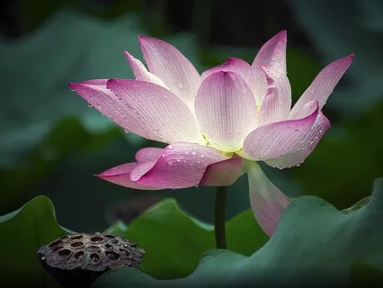 Lotus Born