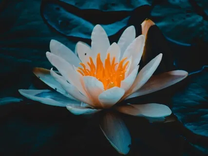 Lotus Flower