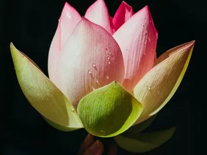 Lotus Flower Chakra Clearing: Om Mani Padme Hum Chant