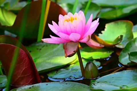 Lotus Flower - Cosmic Harp