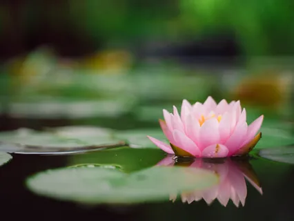 Lotus Flower Flute Meditation