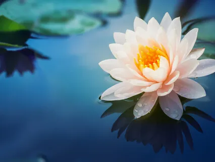 Lotus Flower - Guided Imagery Meditation