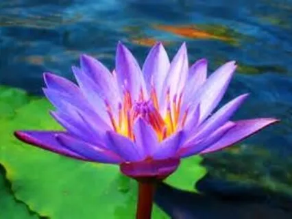 Lotus Flower In The Dark