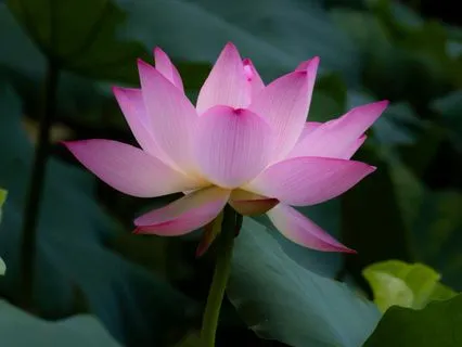 Lotus Flower Meditation For Inner Peace And Stress Release