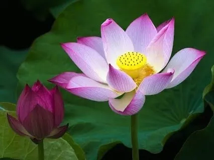 Connect Back To Your Heart With The Lotus Flower