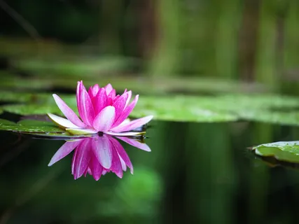 Lotus Garden (Extended)