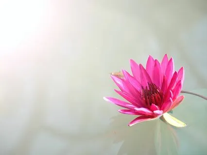 Lotus Garden Symphony - Binaural Zen Meditation