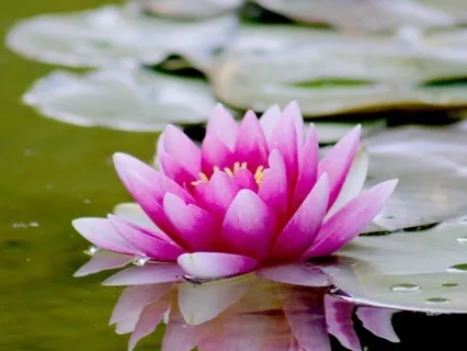 Lotus - Crown Chakra