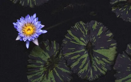 Lotus Land | A Guided Meditation For Sleep