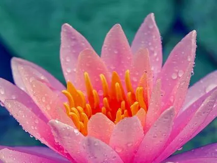 Lotus | Meditation For Resilience & Renewal