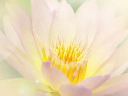 Lotus Of Serenity