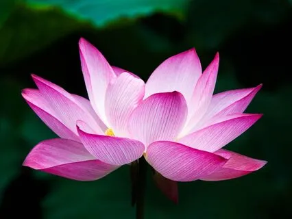 Lotus Rising: Meditation For Healing From Narcissistic Abuse