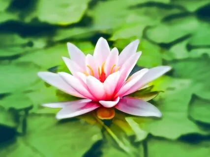 Lotus Sutra Buddhist Chant