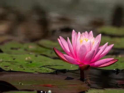 Lotus Sutra Mantra: Chanting & Affirmations