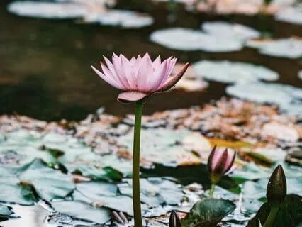 Lotus Whispers - Harmony of the Mind