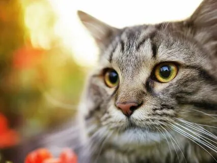 Sound Of Cat Purring For Calm And Relaxation