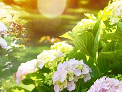 Louise Hay's Garden Of Your Mind