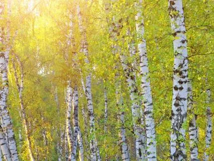 Love Affirmations - Recorded In The Appalachian Mountains