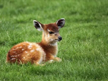 Kindness Affirmations