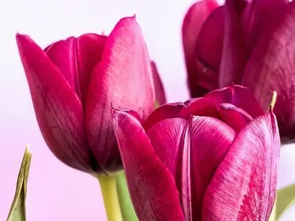 Love Amplification: Morning Affirmations