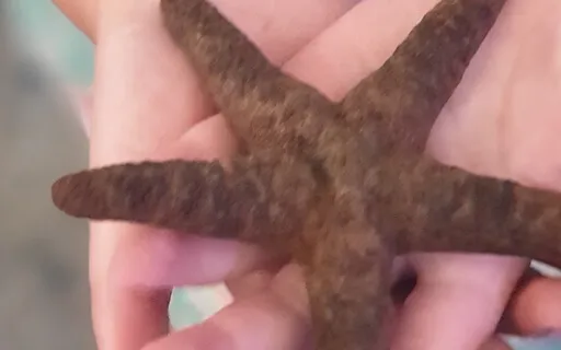 Love & Gratitude Meditation 