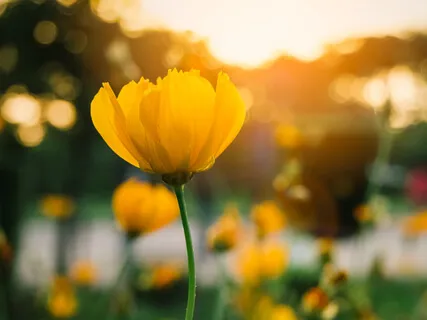 Love And Kindness Metta Meditation- Strengthening Positive Thoughts And Emotions Toward Ourselves And Others