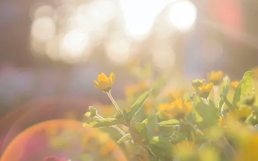 Love And Light ( Soft Piano )