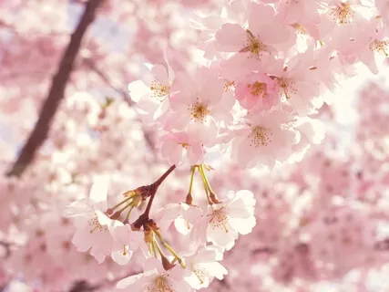 Love And Spring Piano