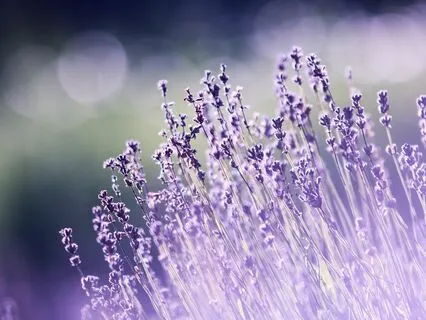 Love And Taylor Swift