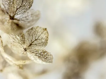 Love Beyond Loss: A Meditation For Grief