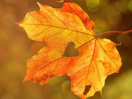 Love Can Only Be Found In The Now