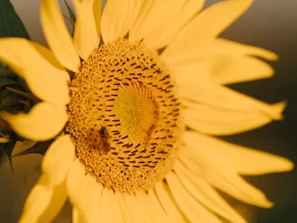 Love Code  |  Sacred Soundwaves To Activate Divine Love