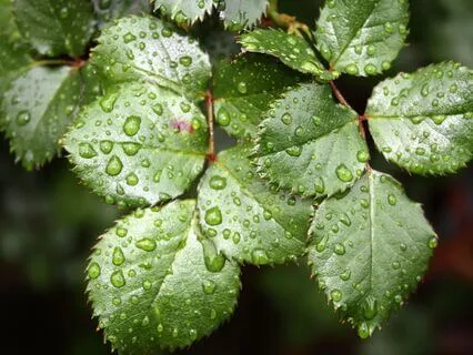 Love & Compassion (Heart Chakra) Affirmations