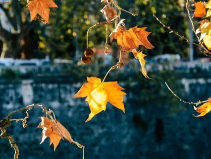 Love & Compassion Meditation For Deep Sleep