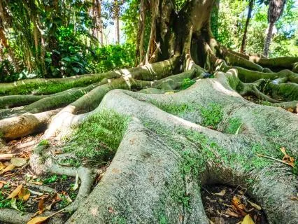 Love & Compassion Meditation-Romancing The Self