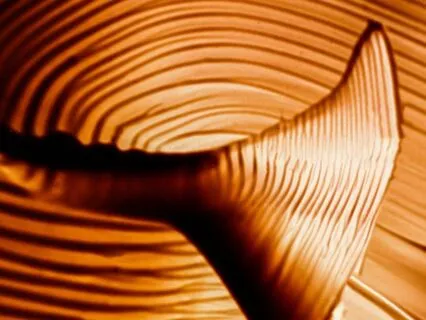 Love: Decoding The Fabric Of Creation • Music • V2.1