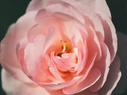 Love Echo Zaphir Chime (Long Version)