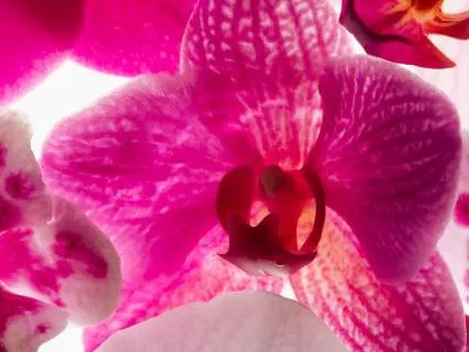 Love Expansion Meditation