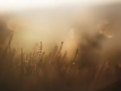 Love Flows With Sorrow - Cello & Piano