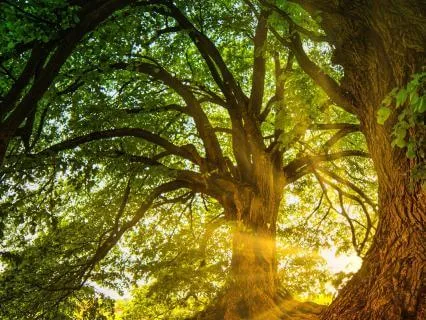 Love For Others Arises From Being Deeply Rooted In Yourself
