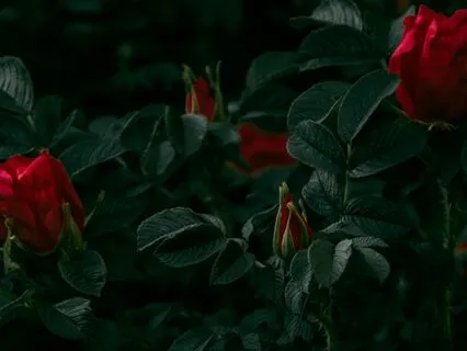 Love Frequency 528 Hz and 4 Hz Theta Wave For Healing Part 2