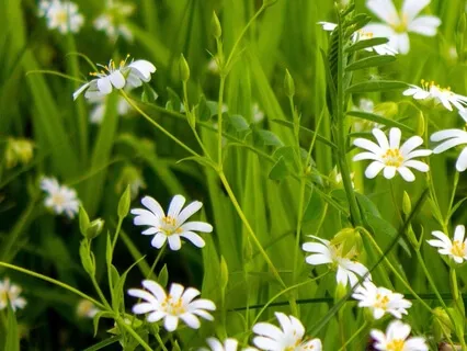 Love From Lisa - Love