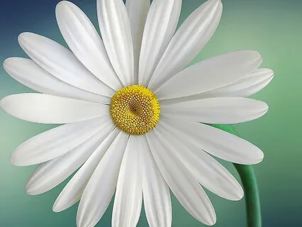 Love From Lisa - Love