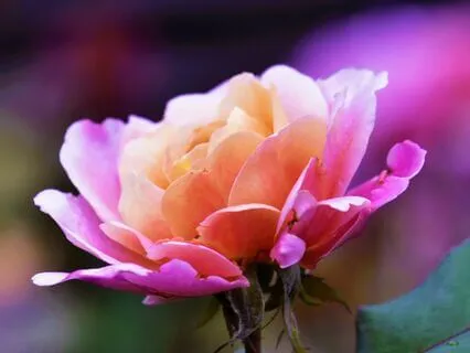 Love Gives And Love Takes Away