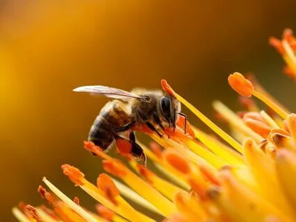 Love & Healing Light: Upgrading The Master Cell