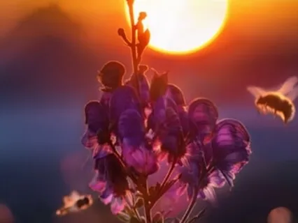 Love Inspired: A Medicine Song On The African Harp