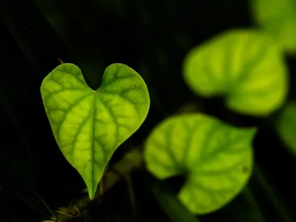 Love Is A Perception